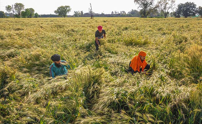 Farmers Reject Punjab Government's Electricity Schedule For Paddy Sowing