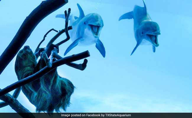 Dolphins Get Excited On Meeting Sloth At Aquarium Closed Due To COVID-19