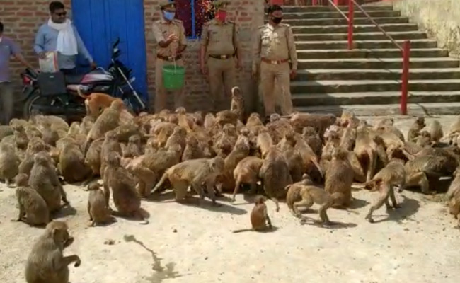 Watch: UP Cops Feed Troop Of Hungry Monkeys Amid Lockdown