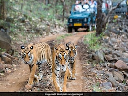 Madhya Pradesh Tiger Count Rose To 785 From 526 In 4 Years: Chief Minister Madhya Pradesh Tiger Count Rose To 785 From 526 In 4 Years: Chief Minister