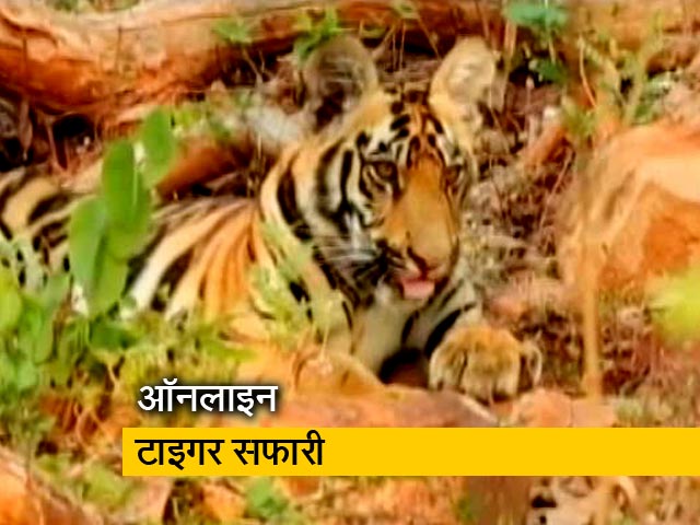 ताडोबा नेशनल पार्क ने शुरू की ऑनलाइन जंगल सफारी