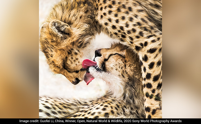 Sony World Photography Awards 2020: A Look At This Year's Winning Pics