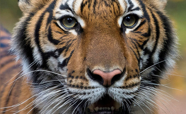 Global Tiger Day 2020: India's Story Of Successful Tiger Conservation