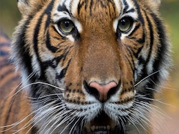 Global Tiger Day 2020: India's Story Of Successful Tiger Conservation Global Tiger Day 2020: India's Story Of Successful Tiger Conservation