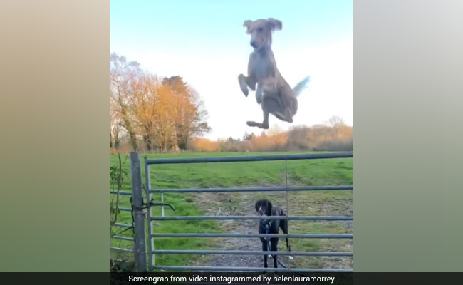 Watch What Happened When This Dog "Lost His Mind, Turned A Into Helicopter"