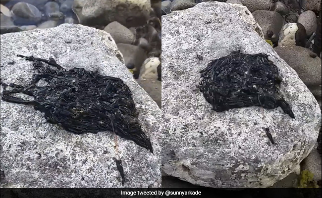 Viral Video Of Bizarre Black Creature Has Millions Confused