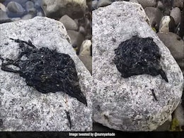 पत्थर पर रेंगता दिखा अजीबोगरीब 'जानवर', चाकू मारने पर भी नहीं हुआ कुछ... 2 करोड़ से ज्यादा बार देखा गया Video पत्थर पर रेंगता दिखा अजीबोगरीब 'जानवर', चाकू मारने पर भी नहीं हुआ कुछ... 2 करोड़ से ज्यादा बार देखा गया Video