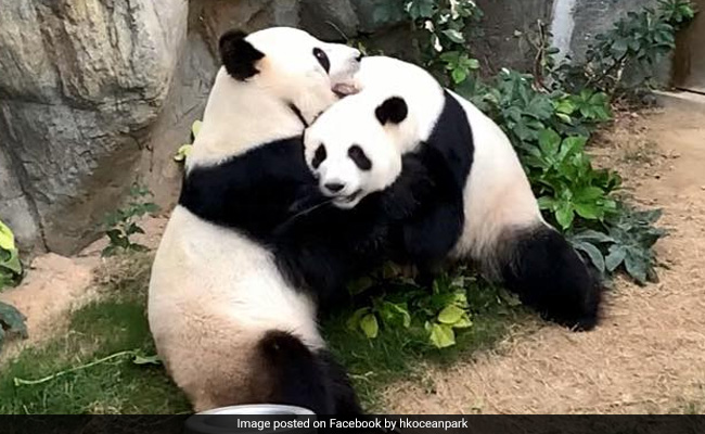 Pandas Use Lockdown Privacy To Mate After A Decade Of Trying In Hong Kong