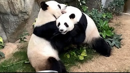 China To Send 2 Giant Pandas, Ping Ping And Fu Shuang, To US Zoo