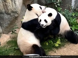 China To Send 2 Giant Pandas, Ping Ping And Fu Shuang, To US Zoo