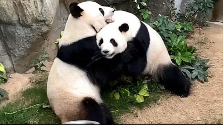 China To Send 2 Giant Pandas, Ping Ping And Fu Shuang, To US Zoo