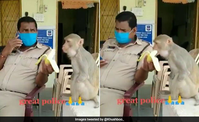 In Heartwarming Video, Cop Patiently Feeds Banana To Monkey With No Hands