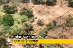 Covid-19: लॉक डाउन की आड़ में मुंबई की आरे कॉलोनी में काटे जा रहे हैं पेड़ Covid-19: लॉक डाउन की आड़ में मुंबई की आरे कॉलोनी में काटे जा रहे हैं पेड़
