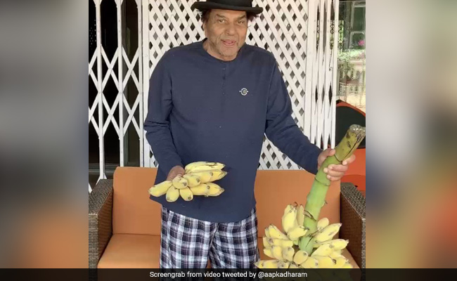 धर्मेंद्र के फॉर्म में उगे चीकू और केले, Video पोस्ट कर बोले- केले बाजार में तो मिल जाएंगे लेकिन...