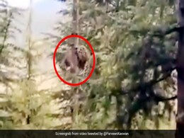 बंदर की तरह पेड़ पर चढ़ गया तेंदुआ, ऊपर जाने के बाद किया कुछ ऐसा... देखें पूरा Video बंदर की तरह पेड़ पर चढ़ गया तेंदुआ, ऊपर जाने के बाद किया कुछ ऐसा... देखें पूरा Video