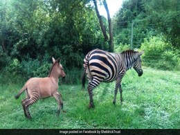 जेबरा का एक डॉन्की के साथ था अफेयर और एक जॉन्की को दिया जन्म, देखें Viral Photo जेबरा का एक डॉन्की के साथ था अफेयर और एक जॉन्की को दिया जन्म, देखें Viral Photo