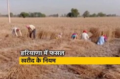 हरियाणा सरकार ने किसानों से फसल खरीद को लेकर बनाए नियम हरियाणा सरकार ने किसानों से फसल खरीद को लेकर बनाए नियम