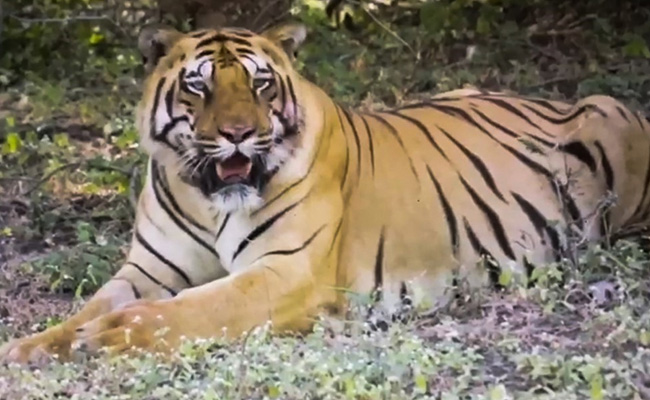 Watch: After Being Tracked For 3,000 Km, Tiger's Radio Collar Removed