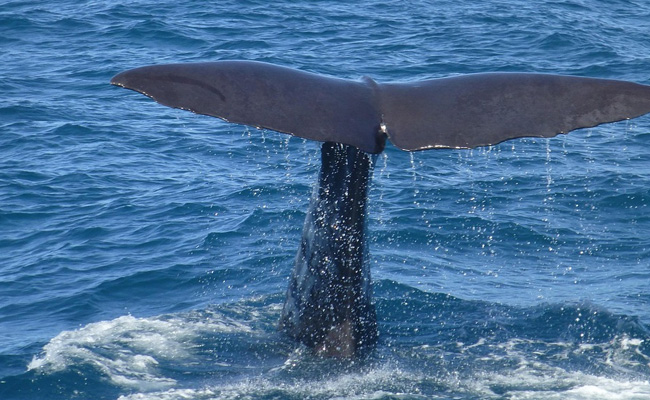 Whale Calf Washes Ashore In Surat, Dies Despite Rescue Efforts