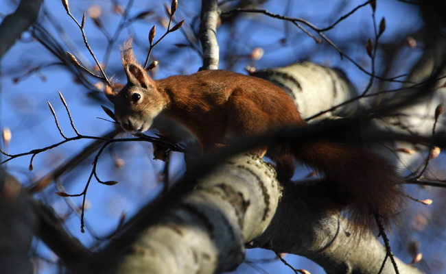 Global Wildlife Populations Have Sunk 69% Since 1970: Report