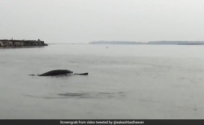 Viral Video Of Dolphins In Meerut Stuns Internet. Watch