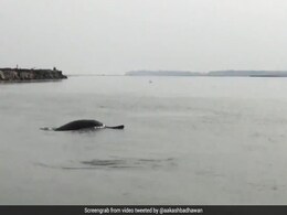 Viral Video Of Dolphins In Meerut Stuns Internet. Watch Viral Video Of Dolphins In Meerut Stuns Internet. Watch