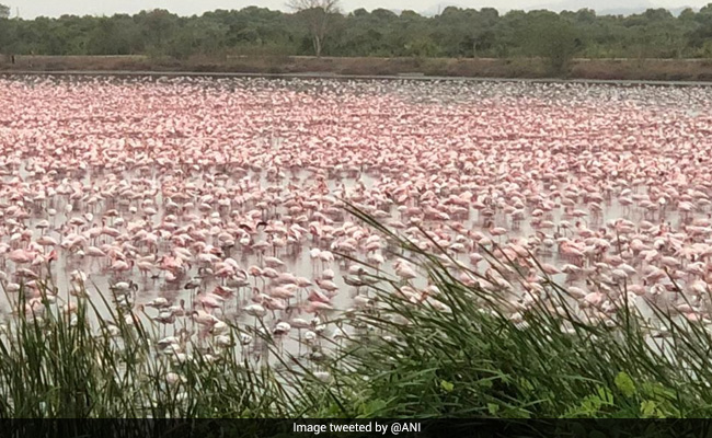 Amid Lockdown, Thousands Of Flamingos Turn Creek Near Mumbai Pink