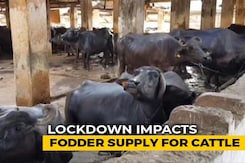 Fodder For Mumbai's Aarey Colony's Cattle To Last 8 Days Amid Lockdown Fodder For Mumbai's Aarey Colony's Cattle To Last 8 Days Amid Lockdown