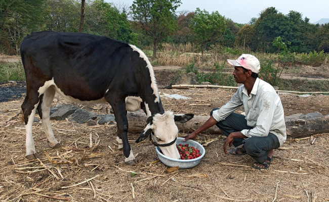 Rajasthan Government Unveils Measures To Provide Relief To Farmers