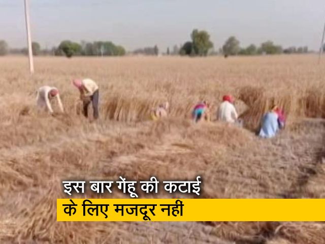 COVID-19: पंजाब में बीवी-बच्चों के साथ खुद ही गेंहू की कटाई कर रहे हैं किसान