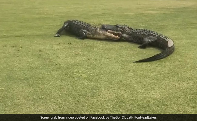 Watch: Two Alligators In A "Death Playoff" At Golf Course