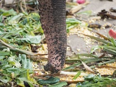 Elephant's Jugaad To Enjoy Mango From Tree Is Winning The Internet Elephant's Jugaad To Enjoy Mango From Tree Is Winning The Internet