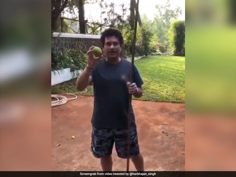 Watch: Sachin Tendulkar Plucks Lemons From Tree Using Bamboo Stick, Harbhajan Singh Requests Some For Himself