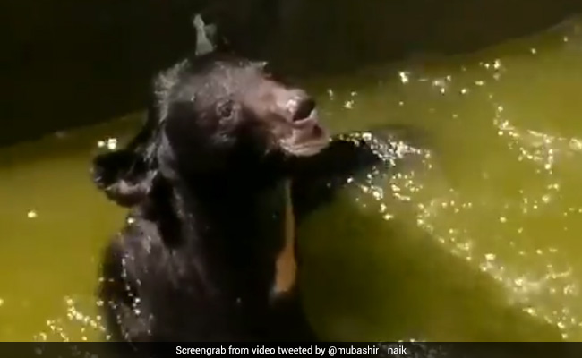 Wild Bear Rescued From 11-Feet Deep Water Reservoir In J&K's Doda