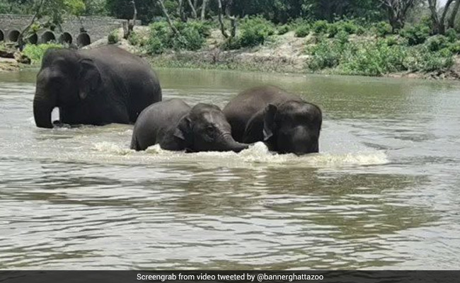 Adopt Cobra For Rs 2,000 A Year, Elephant For Rs 1.75 Lakh At Bengaluru Zoo
