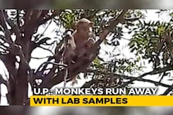 Monkey Steals COVID Patients' Blood Samples In UP, Eats Surgical Gloves Monkey Steals COVID Patients' Blood Samples In UP, Eats Surgical Gloves