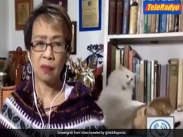 Viral Video: Reporter Tries To Keep Calm On Live TV As Her Cats Fight Furiously Viral Video: Reporter Tries To Keep Calm On Live TV As Her Cats Fight Furiously
