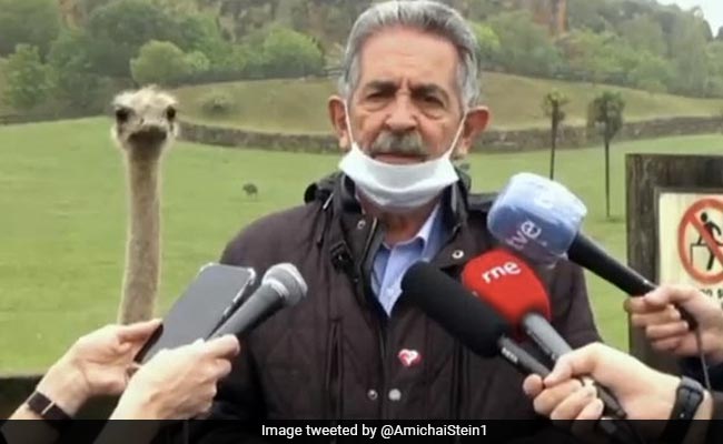Curious Ostrich Sneaks Into Press Conference Behind Politician. Watch