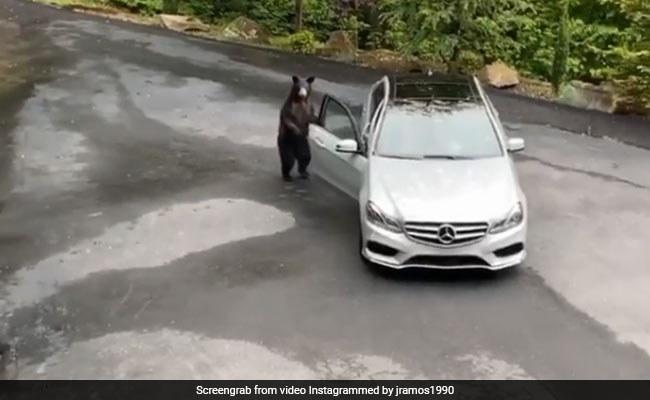 जंगल में खड़ी थी कार, भालू ने खड़े होकर खोला दरवाजा और फिर हुआ ऐसा... देखें Viral Video