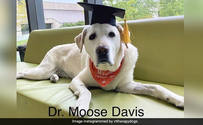 Meet Dr Moose, The Therapy Dog Awarded An Honorary Doctorate Degree