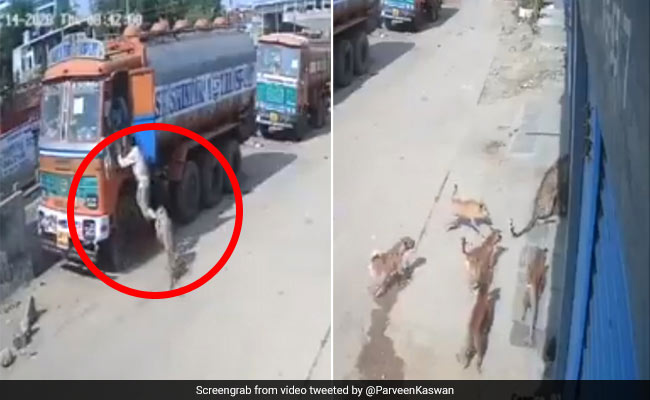 सड़क पर आकर तेंदुए ने मचाया आतंक तो कुत्तों ने दबोची पूंछ और फिर... देखें Fight का पूरा Video