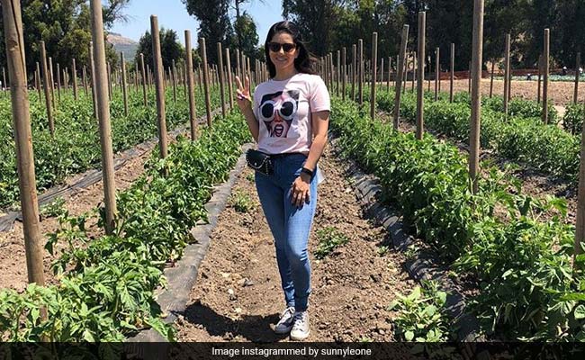 Sunny Leone's Los Angeles Life Is Filled With Farm Fresh Veg And Walks In The Park
