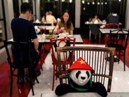 A 'Panda' Sits With Diners Eating Alone At This Thailand Restaurant A 'Panda' Sits With Diners Eating Alone At This Thailand Restaurant