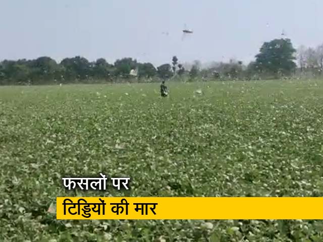 मध्य प्रदेश के शिवपुरी में टिड्डी दल ने दी दस्तक