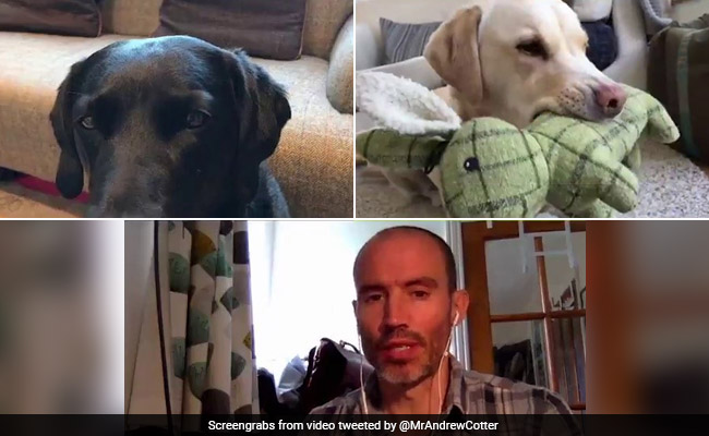 This Man's Business Meeting With His Pet Dogs Is Too Funny To Miss