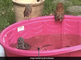 लगी इतनी गर्मी कि Pool में नहाने कूद गए उल्लू, पानी में बैठकर ऐसे किया खुद को ठंडा... देखें Photos लगी इतनी गर्मी कि Pool में नहाने कूद गए उल्लू, पानी में बैठकर ऐसे किया खुद को ठंडा... देखें Photos