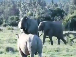 जंगलों के बीच हाथी ने लकड़ी दिखाकर गैंडे को खदेड़ा, वीडियो हुआ वायरल जंगलों के बीच हाथी ने लकड़ी दिखाकर गैंडे को खदेड़ा, वीडियो हुआ वायरल