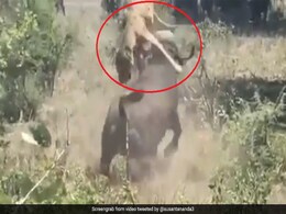 शिकार के लिए हमला करने ही वाला था झाड़ी के पीछे छिपा शेर लेकिन भैंसे ने मौका देख किया ऐसा... देखें video शिकार के लिए हमला करने ही वाला था झाड़ी के पीछे छिपा शेर लेकिन भैंसे ने मौका देख किया ऐसा... देखें video