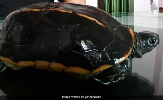3 Arrested With Rare Turtle, Owl, Golden Langur Species In Assam