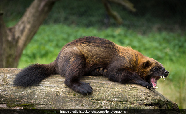 Rare Wolverine Sighting Surprises Wildlife Officials